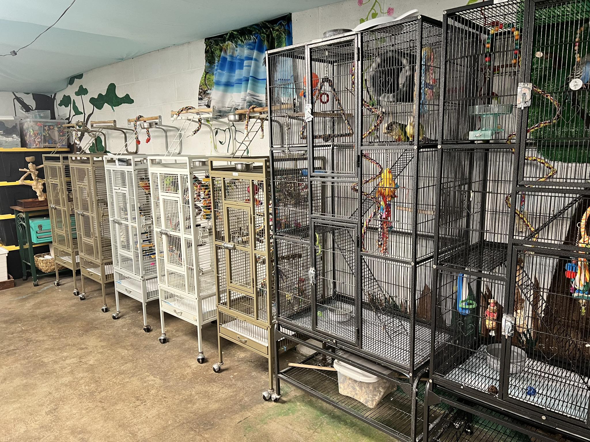 Curated visual reference: T A Parrot Rescue T A Parrot Rescue And Sanctuary Photo Inspiration