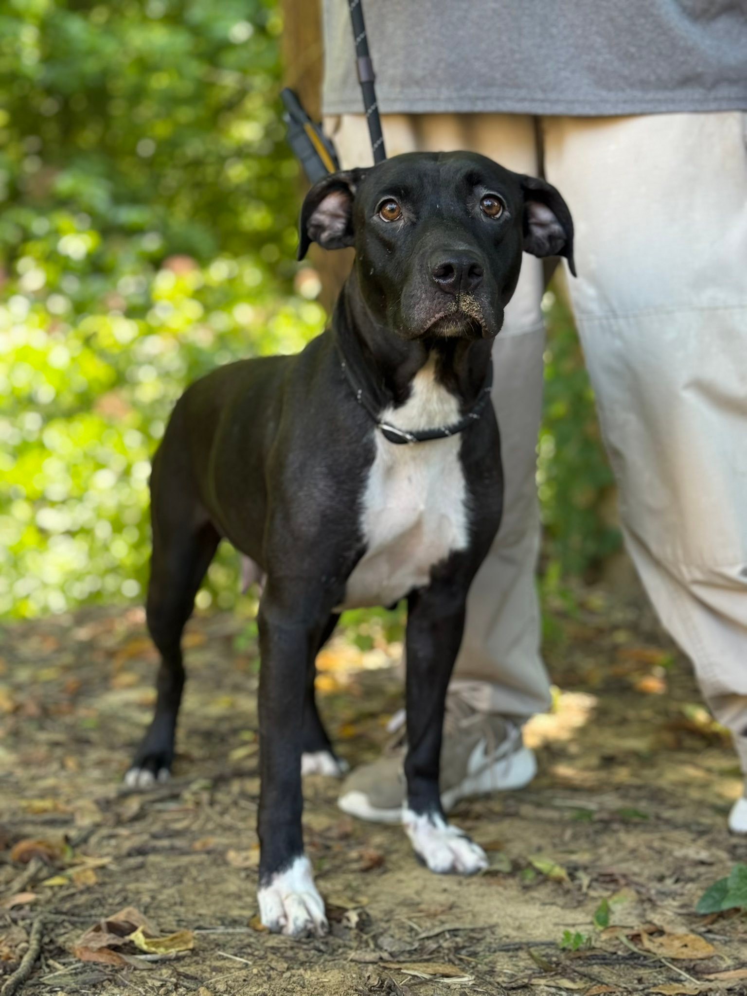 Rankin - Selena is a 4-5 year old Labrador mix. She’s a loyal, shy dog ...