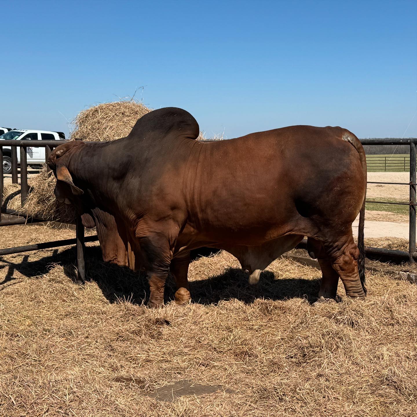 Moreno - Moreno Mr. Rico 995 At Moreno Ranches, we’re proud to produce ...