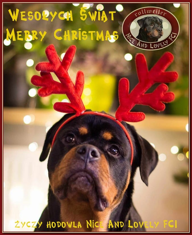 Nice And Lovely FCI - rottweiler | Miechów