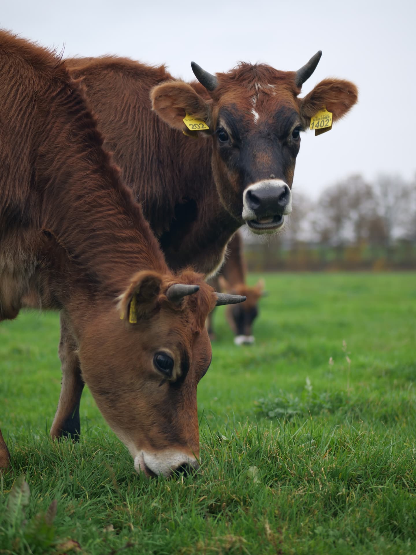 REMEKER - REMEKER softijs! Ons allernieuwste product gemaakt van onze ...