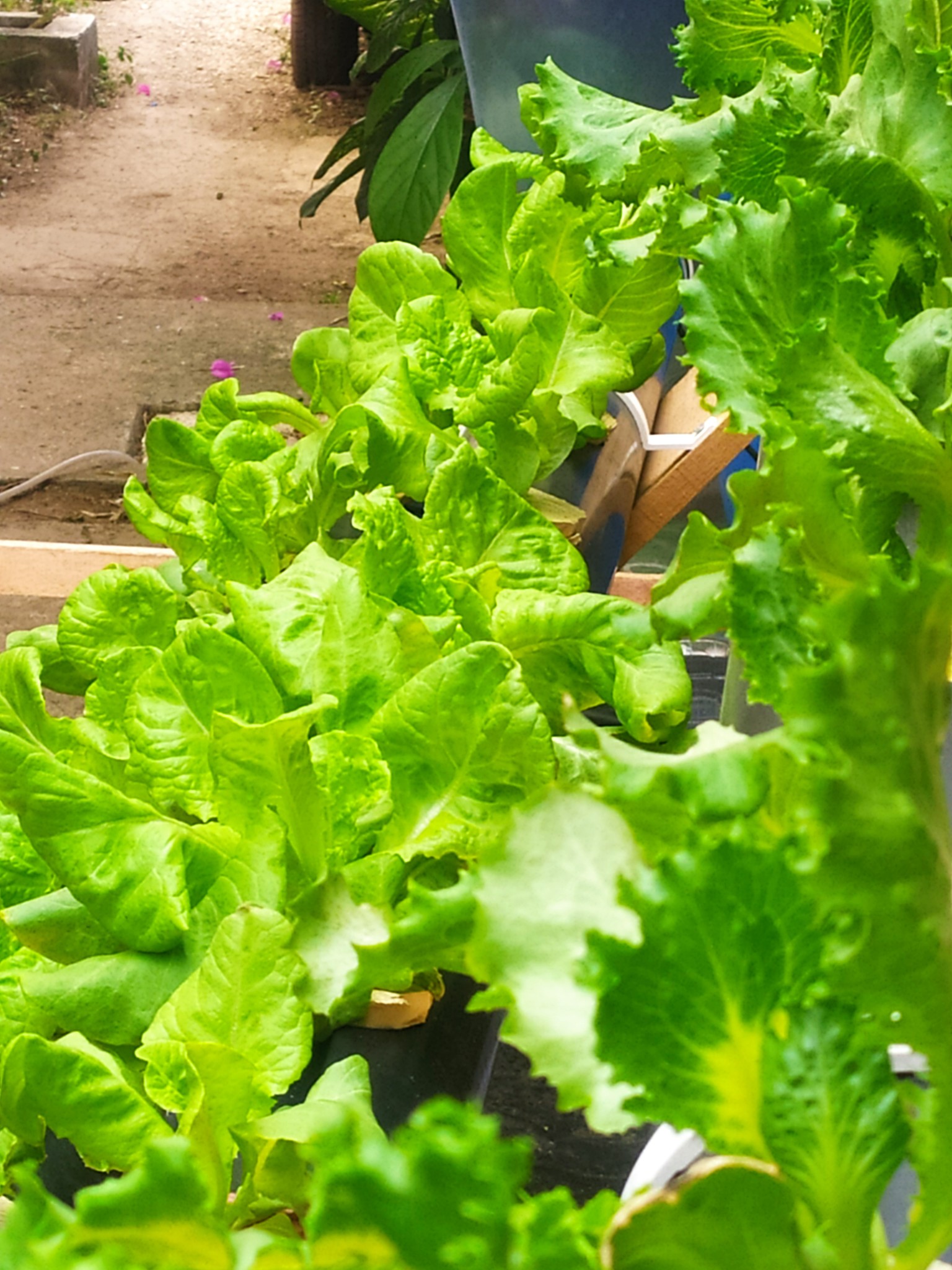 Granja 420 - Te ofrecemos lechuga romana y mantequilla...