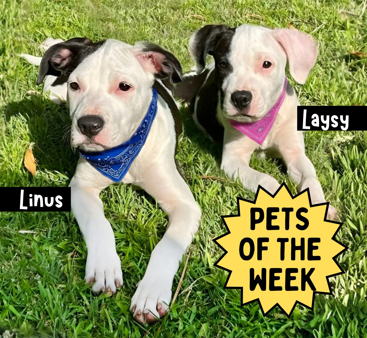 ⭐️PETS OF THE WEEK⭐️ **COME MEET US... - Pawmetto Lifeline | Facebook