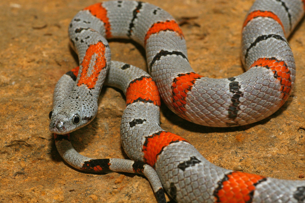 Photo inspiration: Usark The Gray Banded Kingsnake Lampropeltis Alterna Also Known As Photo Inspiration