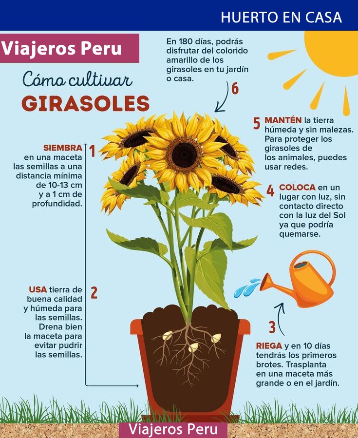 Girasol Enano En Maceta