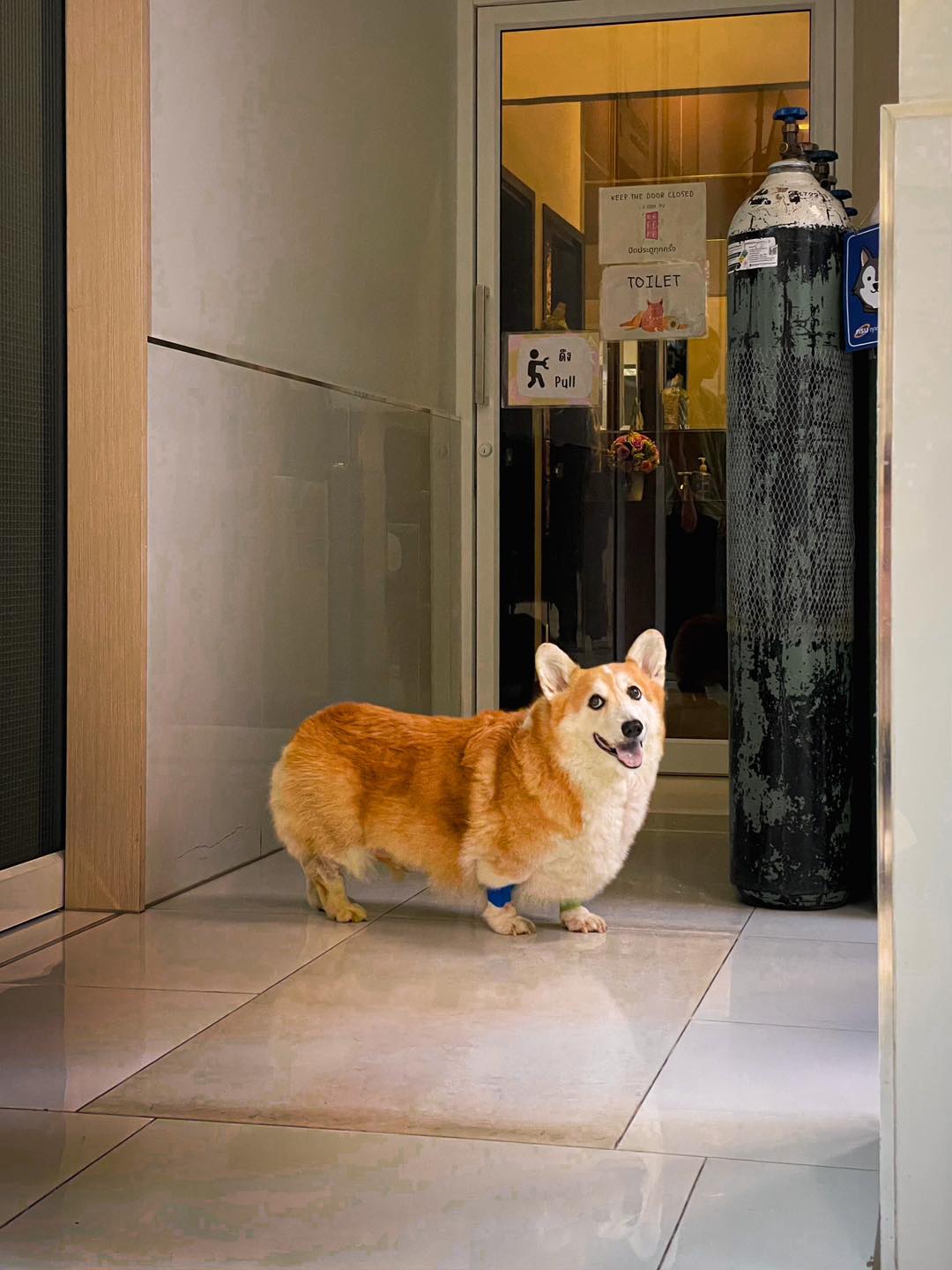Router Corgi