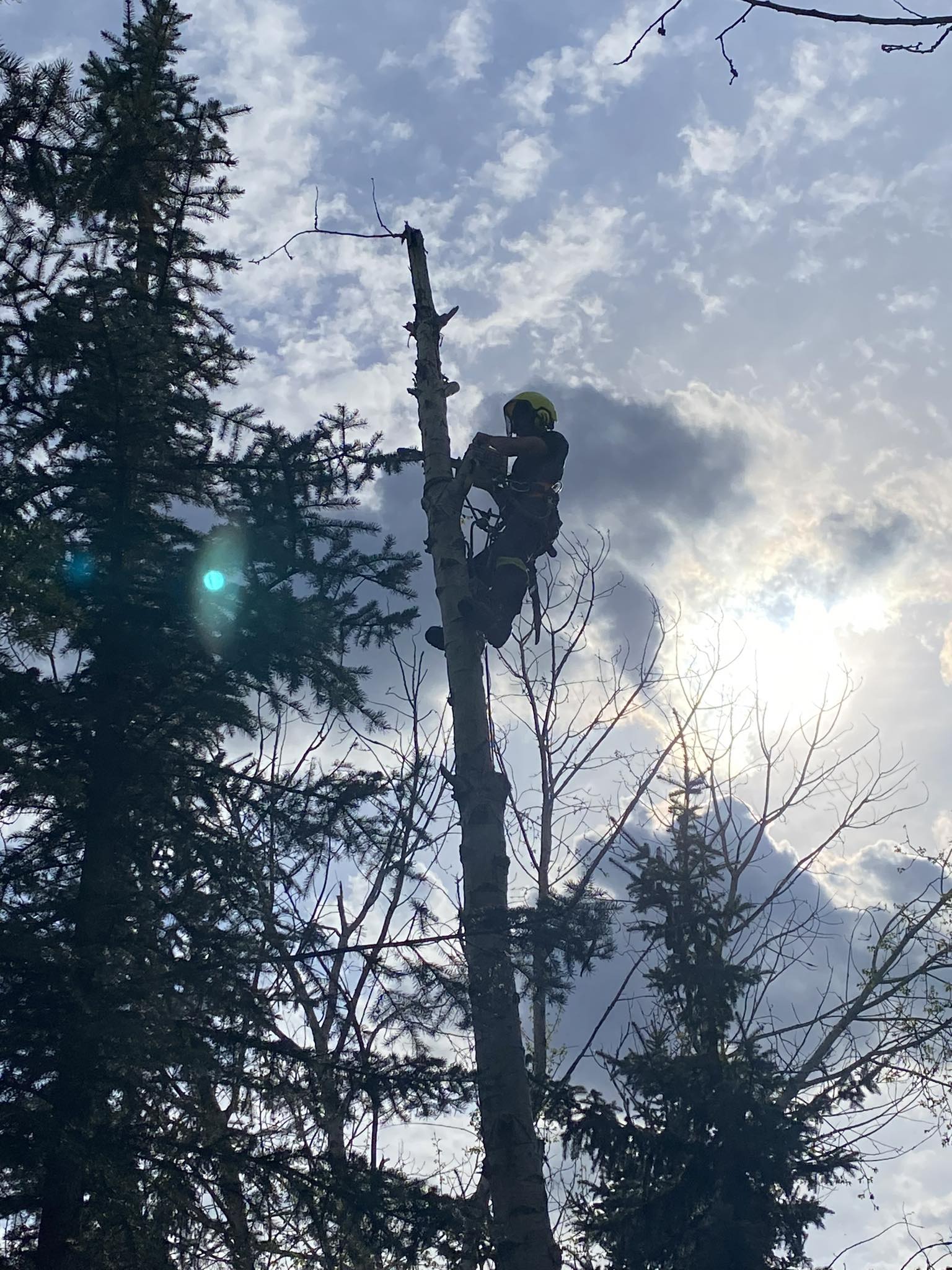 Timber Ridge Tree Service | South Calgary, Calgary AB