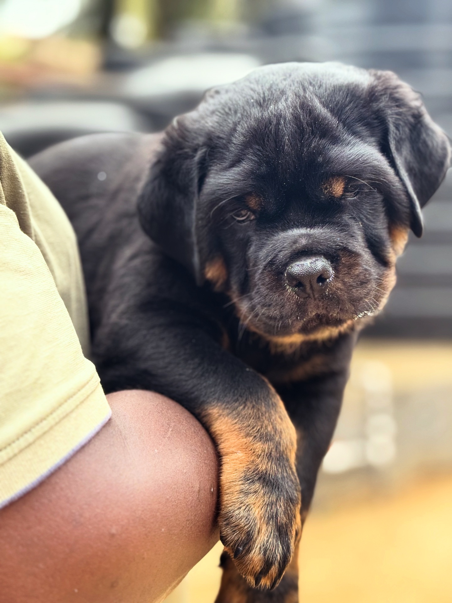 Haus Of Vigilio Rottweilers... - Haus Of Vigilio Rottweilers