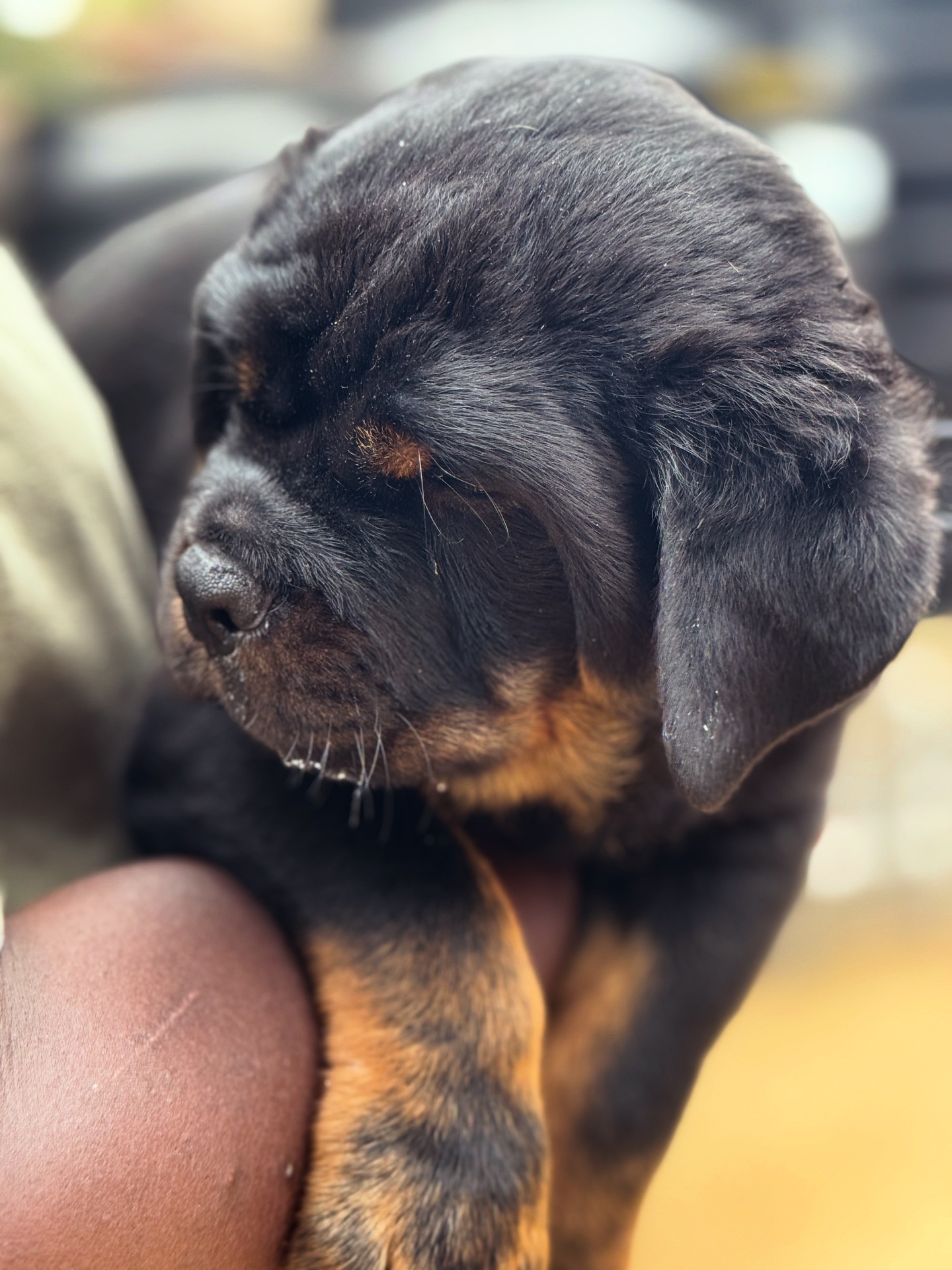 Haus Of Vigilio Rottweilers... - Haus Of Vigilio Rottweilers