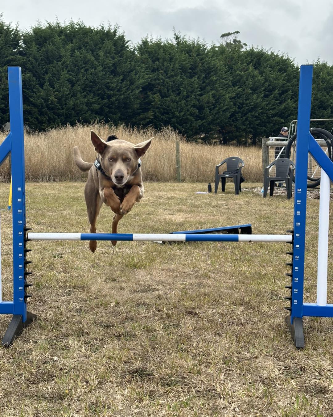 🌟 Fast Paws Superstars! 🌟... - Flying Paws Dog Training | Facebook