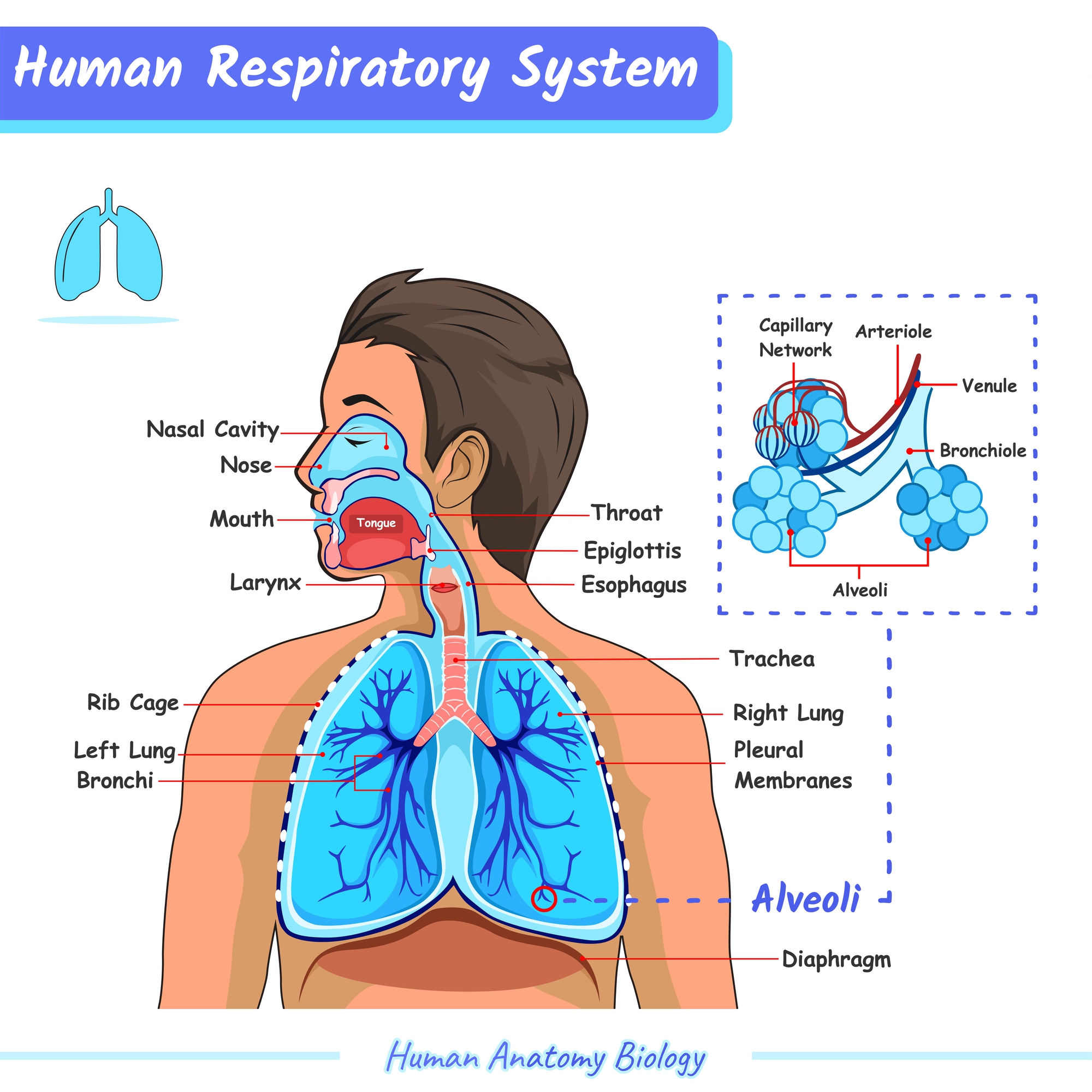 The respiratory system is a... - Respiratory Therapy Zone | Facebook
