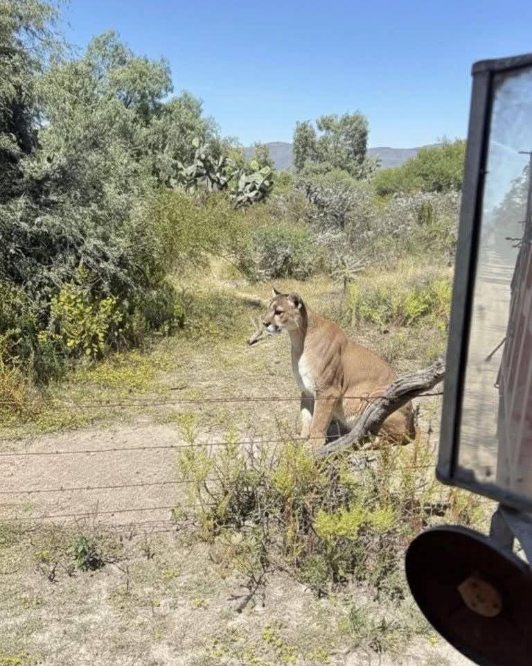 ⚠️ ¡Atención PUMAS en , Hidalgo! 🐾... - Un Rincon de Hidalgo | Facebook