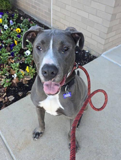 Needy Paws Rescue -... - Needy Paws Rescue - St. Louis, MO