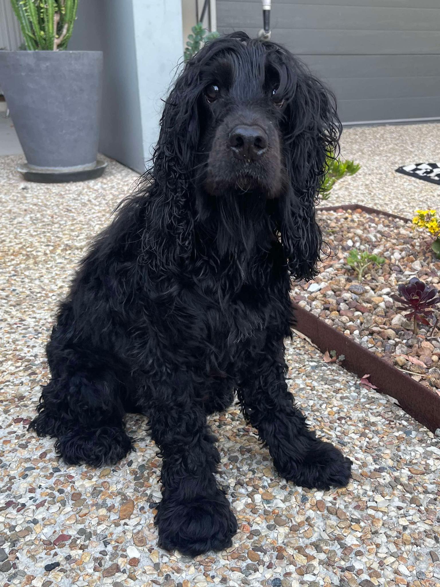 Cocker Spaniel Rescue QLD inc