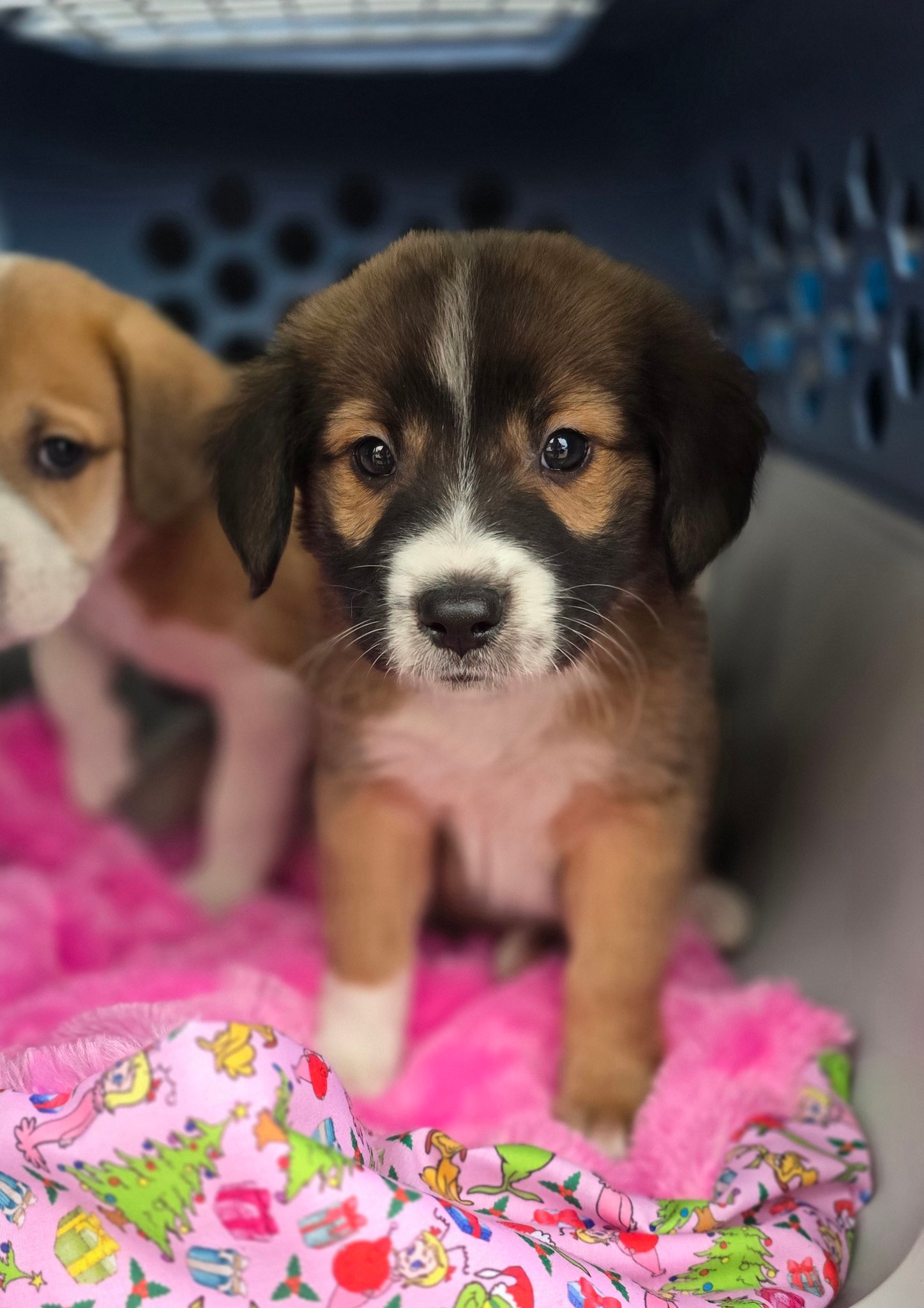 Mineral County Humane... - Mineral County Humane Society