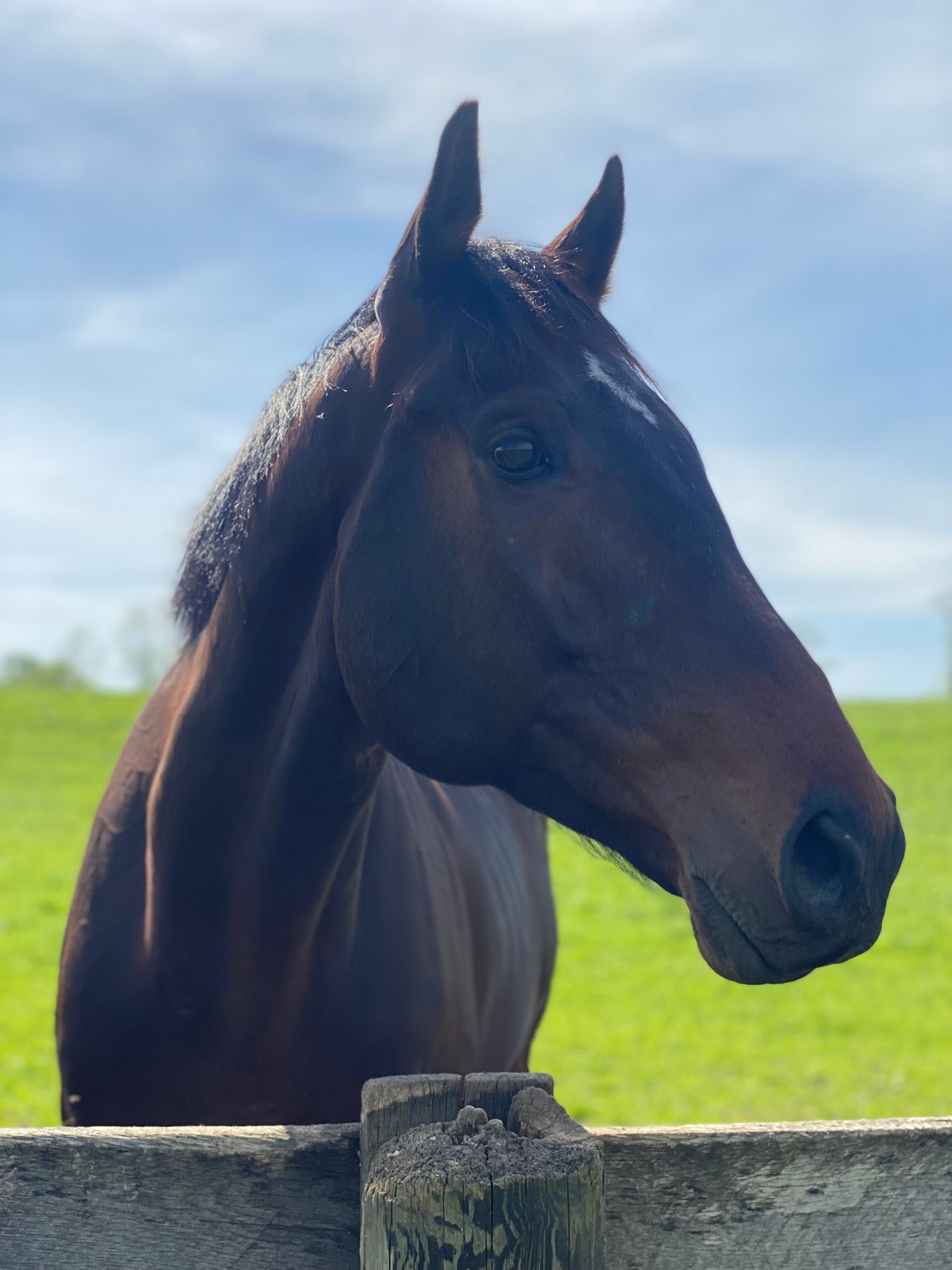 Akindale Thoroughbred Rescue | Pawling NY