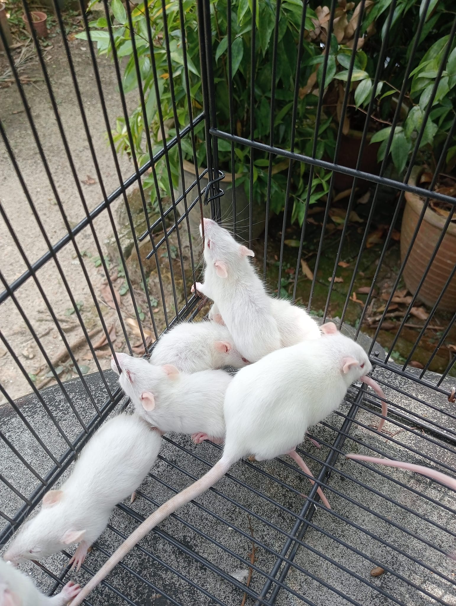 Rat Farm