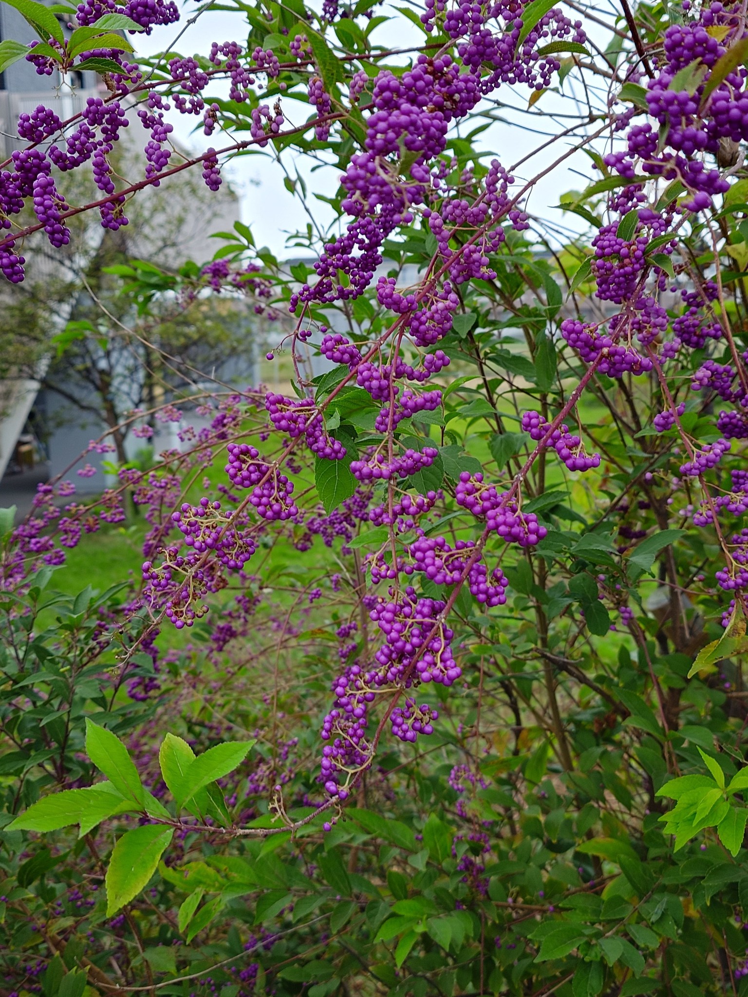 🌿🍁🍒凄く濃くなったムラサキシキブ🟣〜滋賀県守山市です