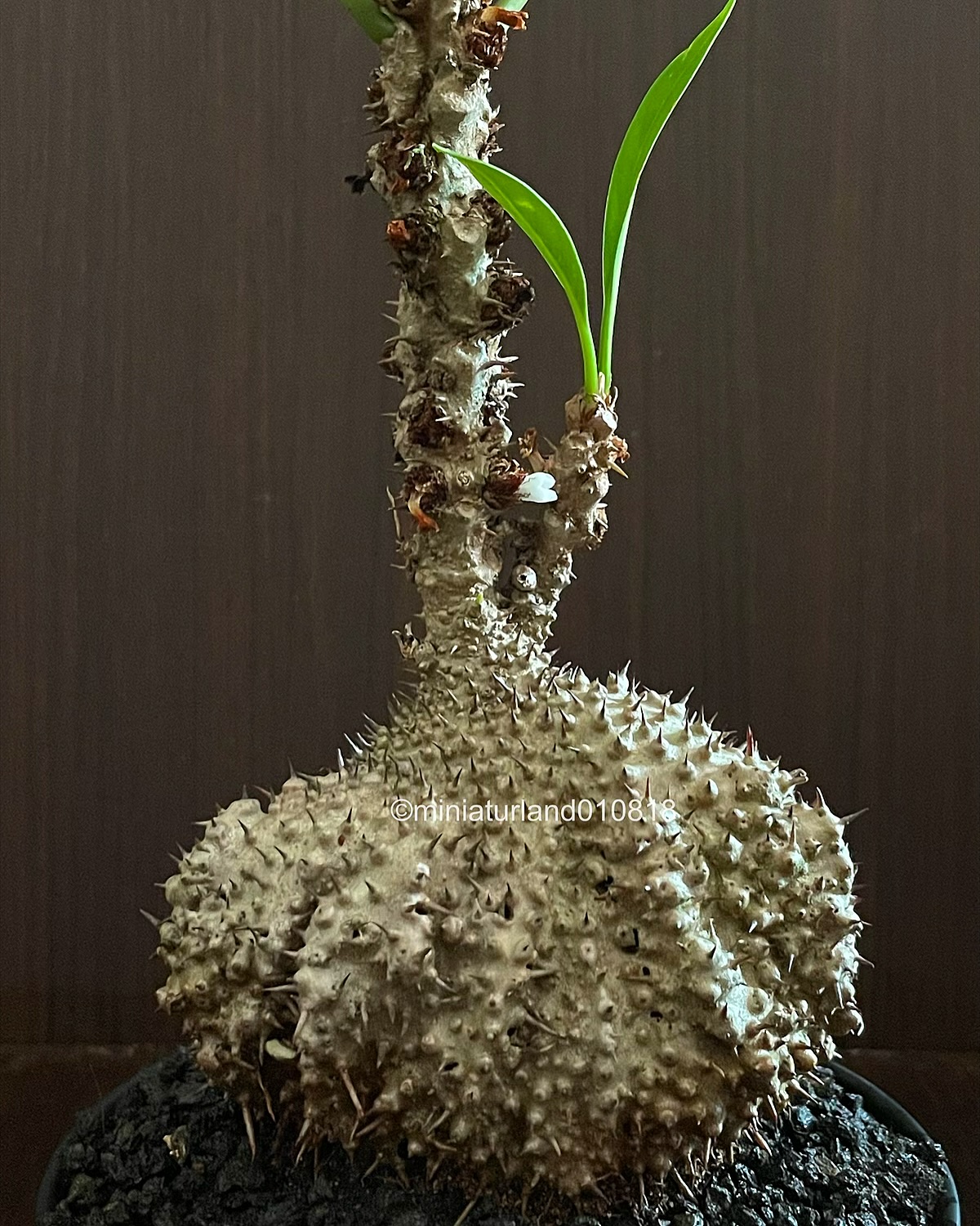 Myrmecodia tuberosa Papuana; with the very interestingly shaped
