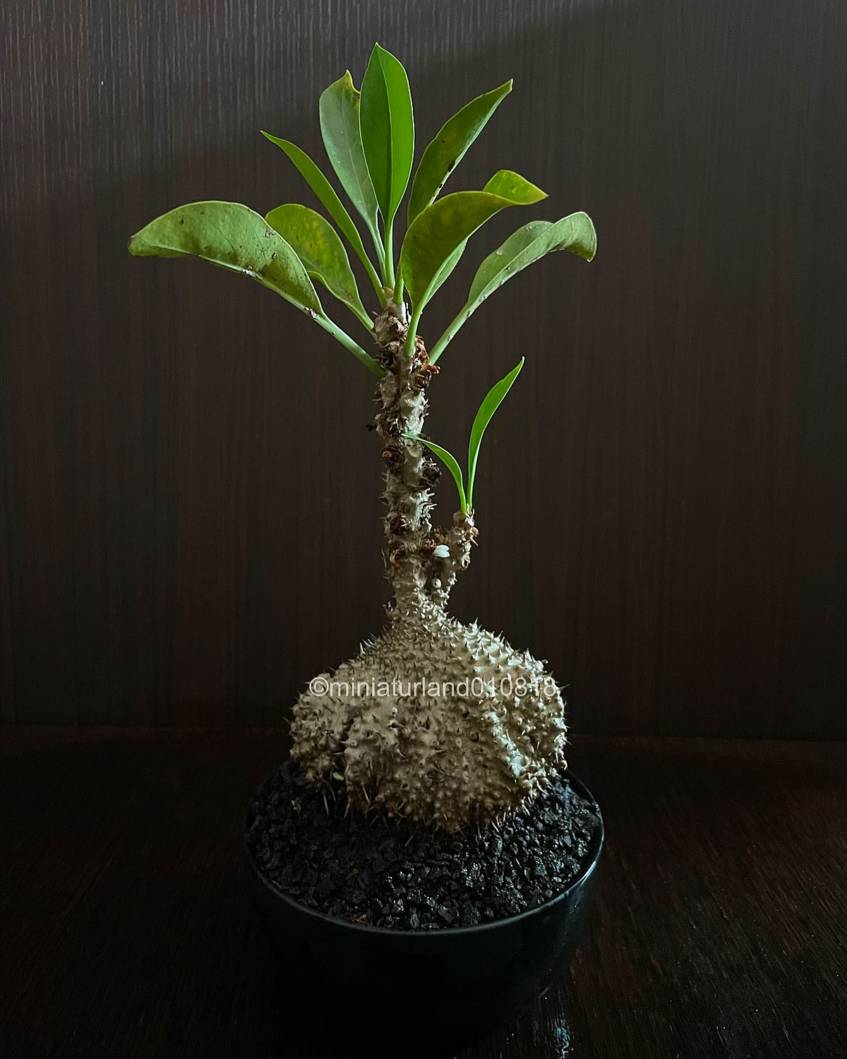 アリ植物　ミルメコディア　Myrmecodia tuberosa papuana Myrmecodia tuberosa Papuana; with the very interestingly shaped