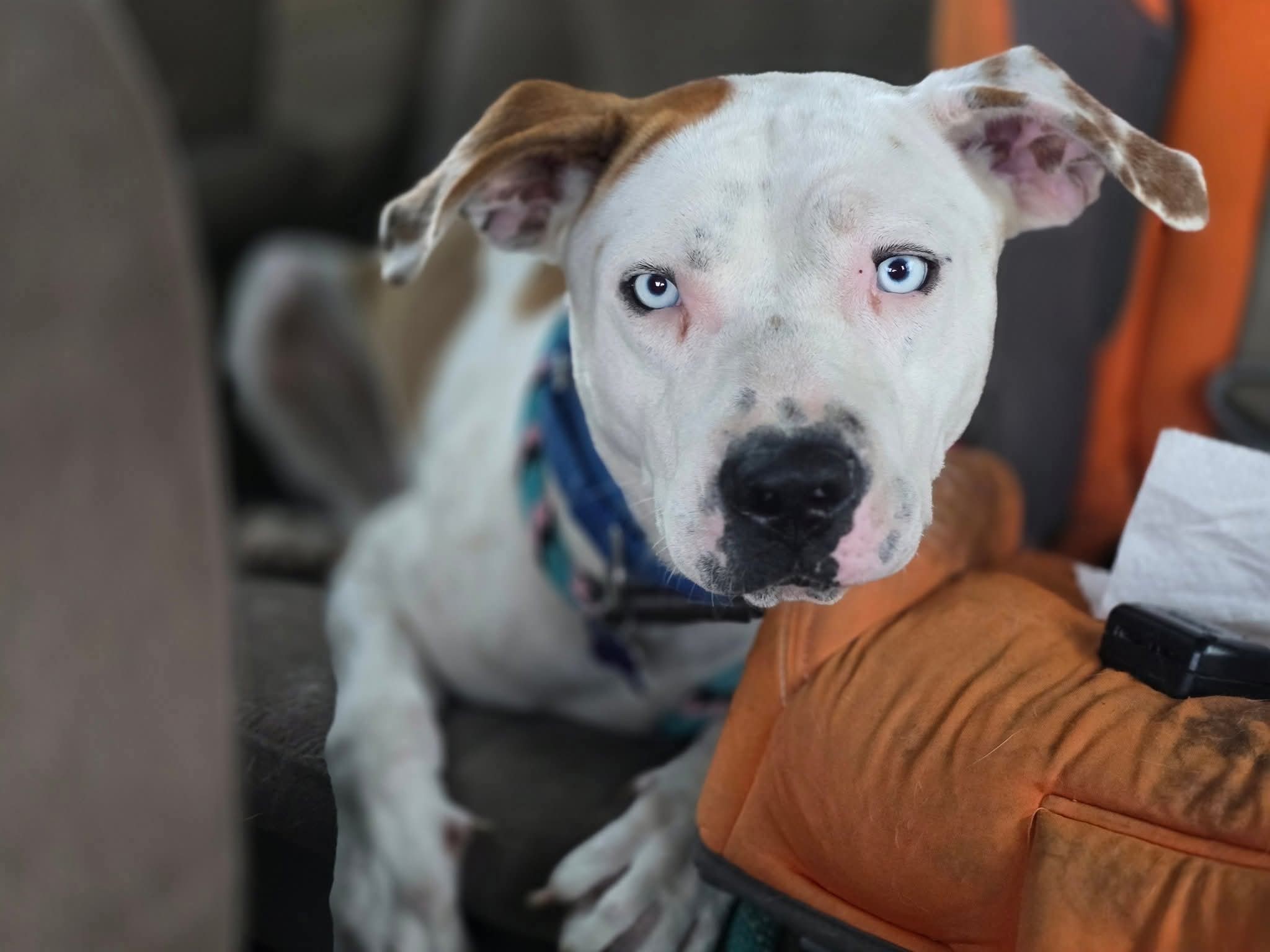 Needy Paws Rescue -... - Needy Paws Rescue - St. Louis, MO