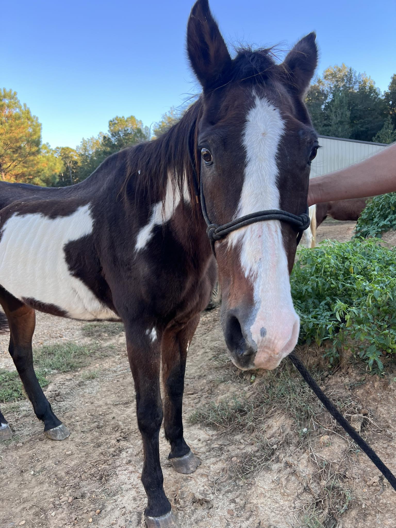 Rocking - The mare we asked to help at auction last weekend finally ...