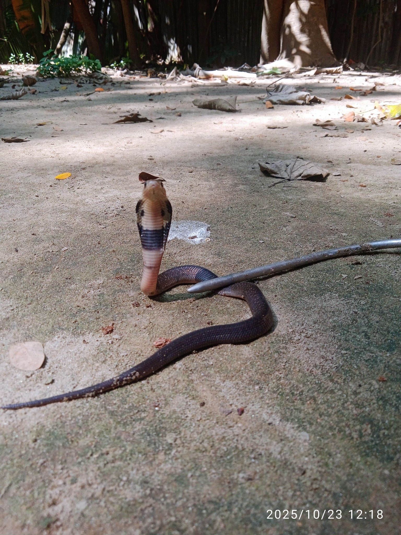 Wildl... - Wildlife And Snake Rescue Team in Bangladesh-WSRTBD