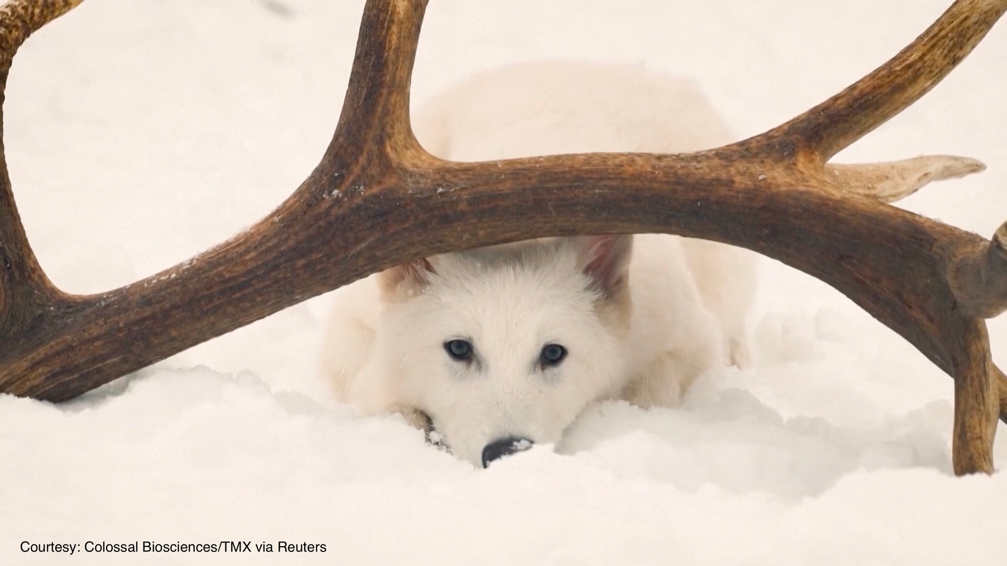 GMA News - 'The dire wolf is back after over 10,000 years' U.S ...