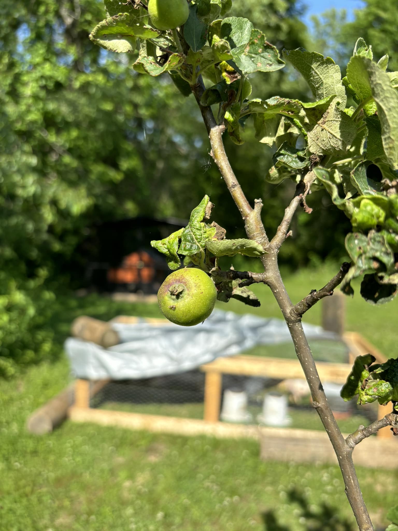 Will a fruit tree produce after one year?