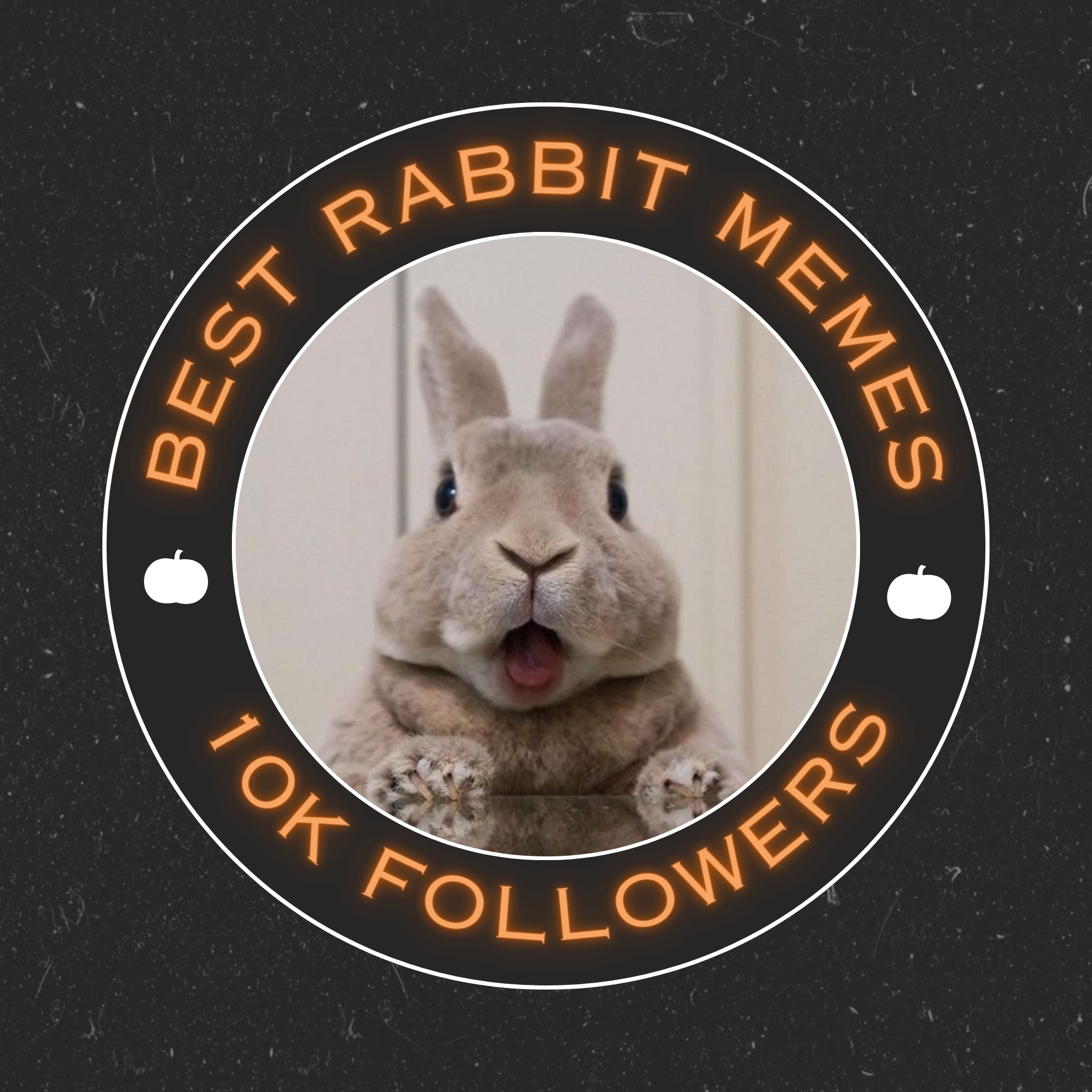 Flemish Giant Rabbit added a new photo. - Flemish Giant Rabbit