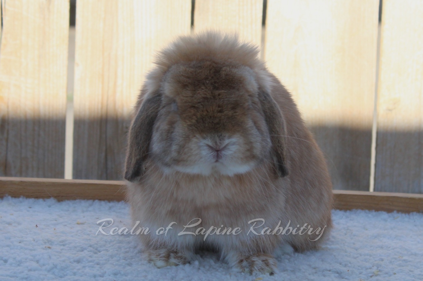 Realm of Lapine Rabbitry