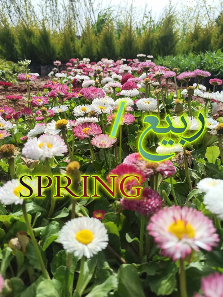 ربيع/spring🌿💮 | Facebook