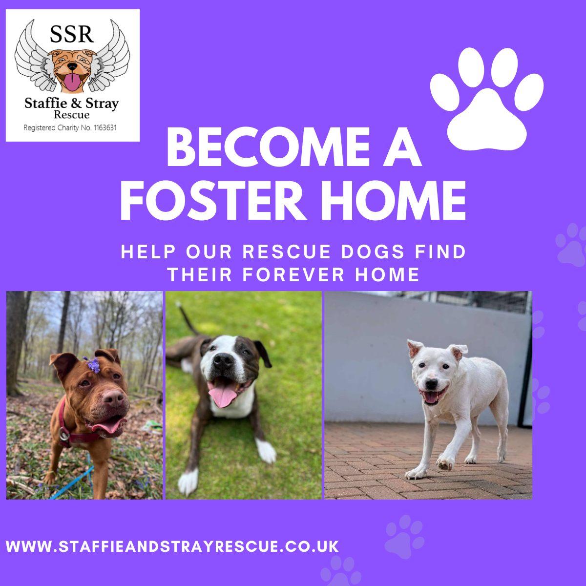 Staffie - 🐾 JOIN OUR AMAZING FAMILY OF FOSTER HOMES 🐾 Could you offer ...
