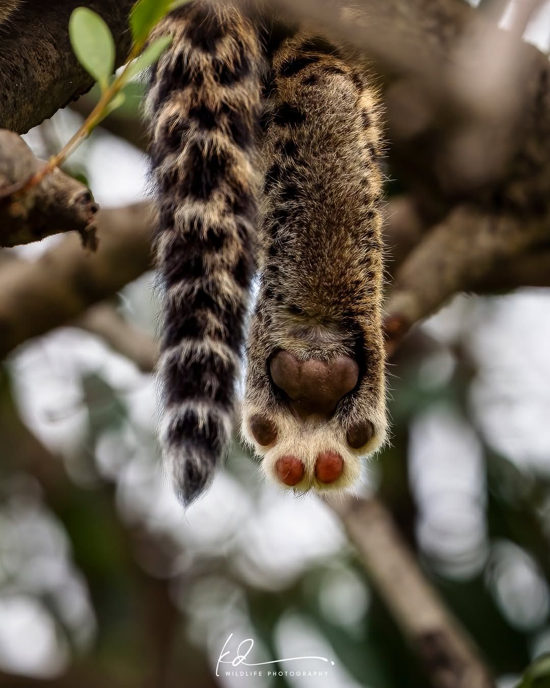 Roar - Leopard cub toe beans 🐾 🥰 📸 KD Wildlife Photography | Facebook