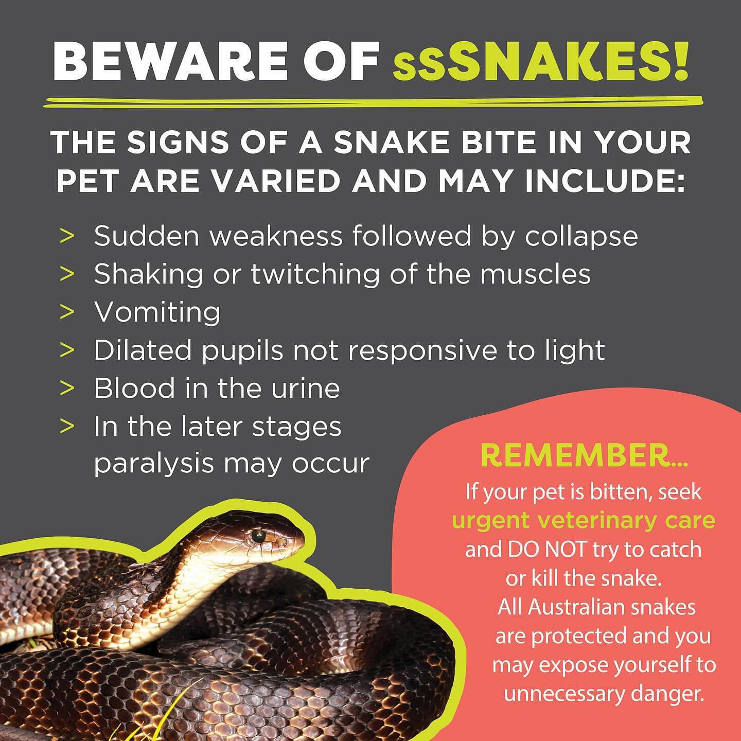 Gippsland - 🐍 Protect Your Pets: Snakebite Awareness 🐾 As the weather ...