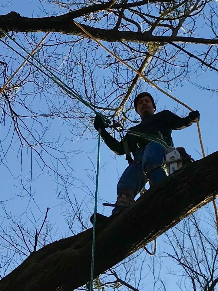 Reeves Tree Service