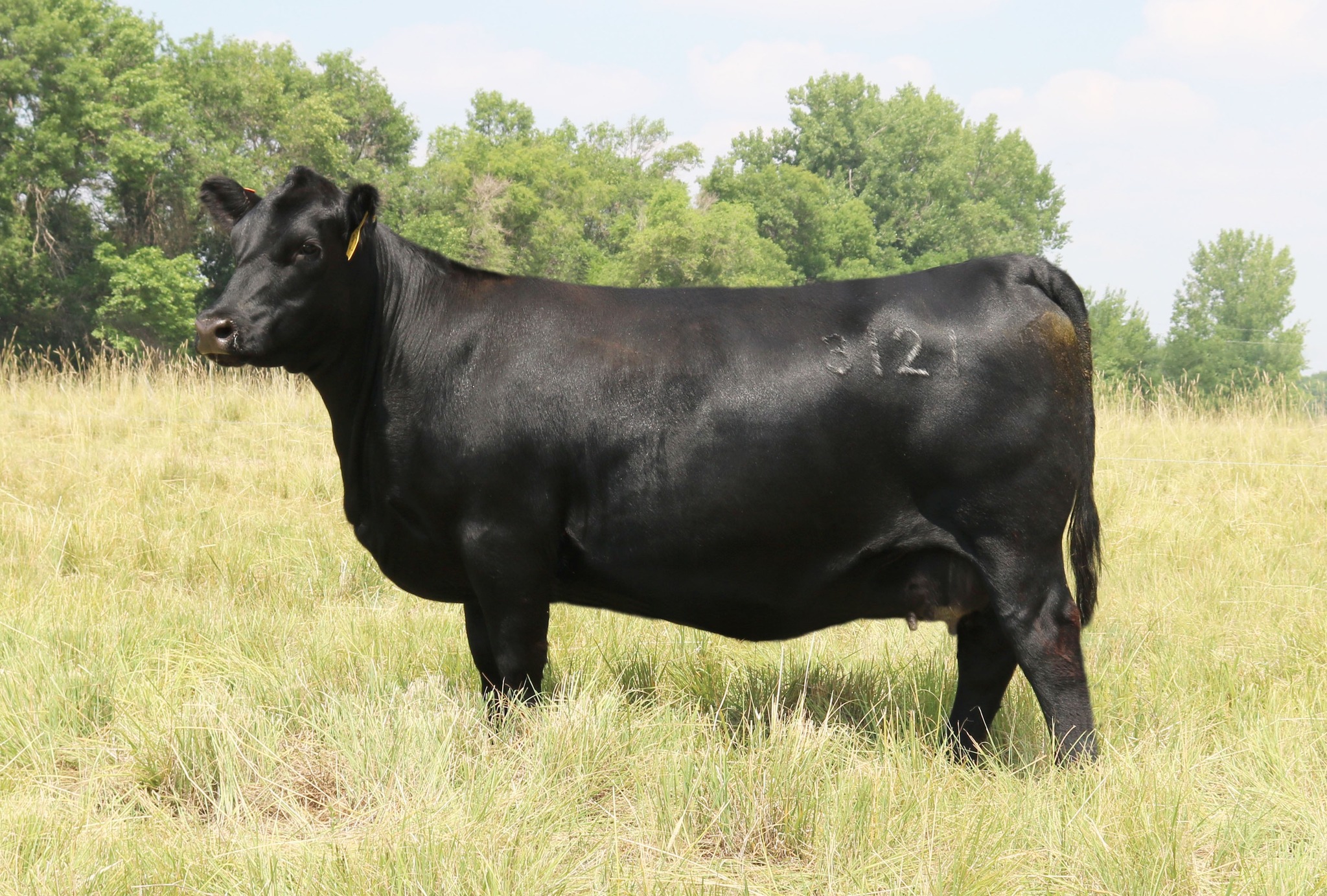 McCumber Angus Ranch | Rolette ND