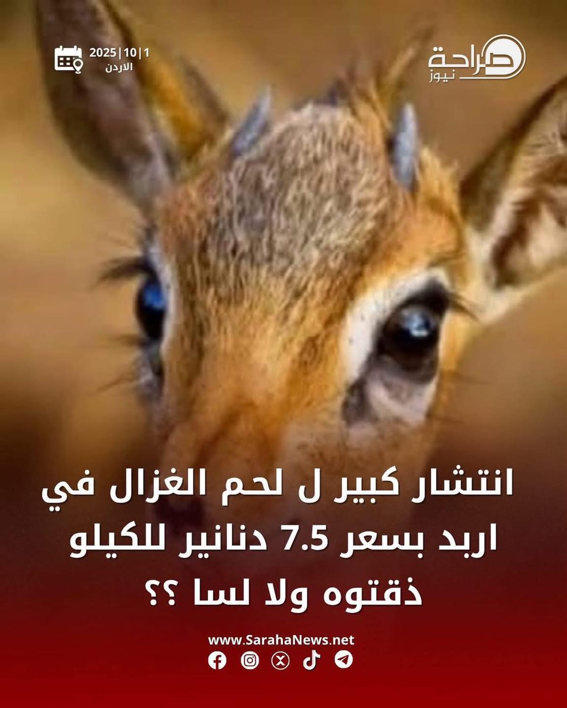 ملتقى أبناء وبنات صويلح | انتشار كبير ل لحم الغزال في اربد بسعر 7.5 ...