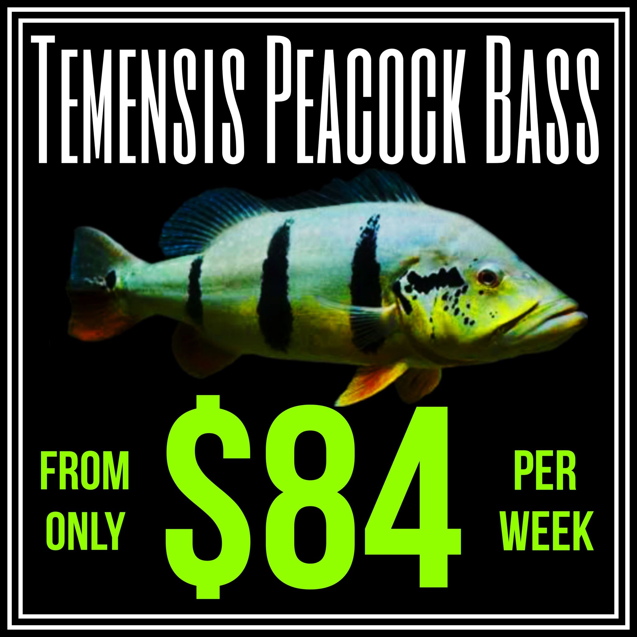 Obsidian - The Holy Grail of Peacock Bass is now available at Obsidian ...