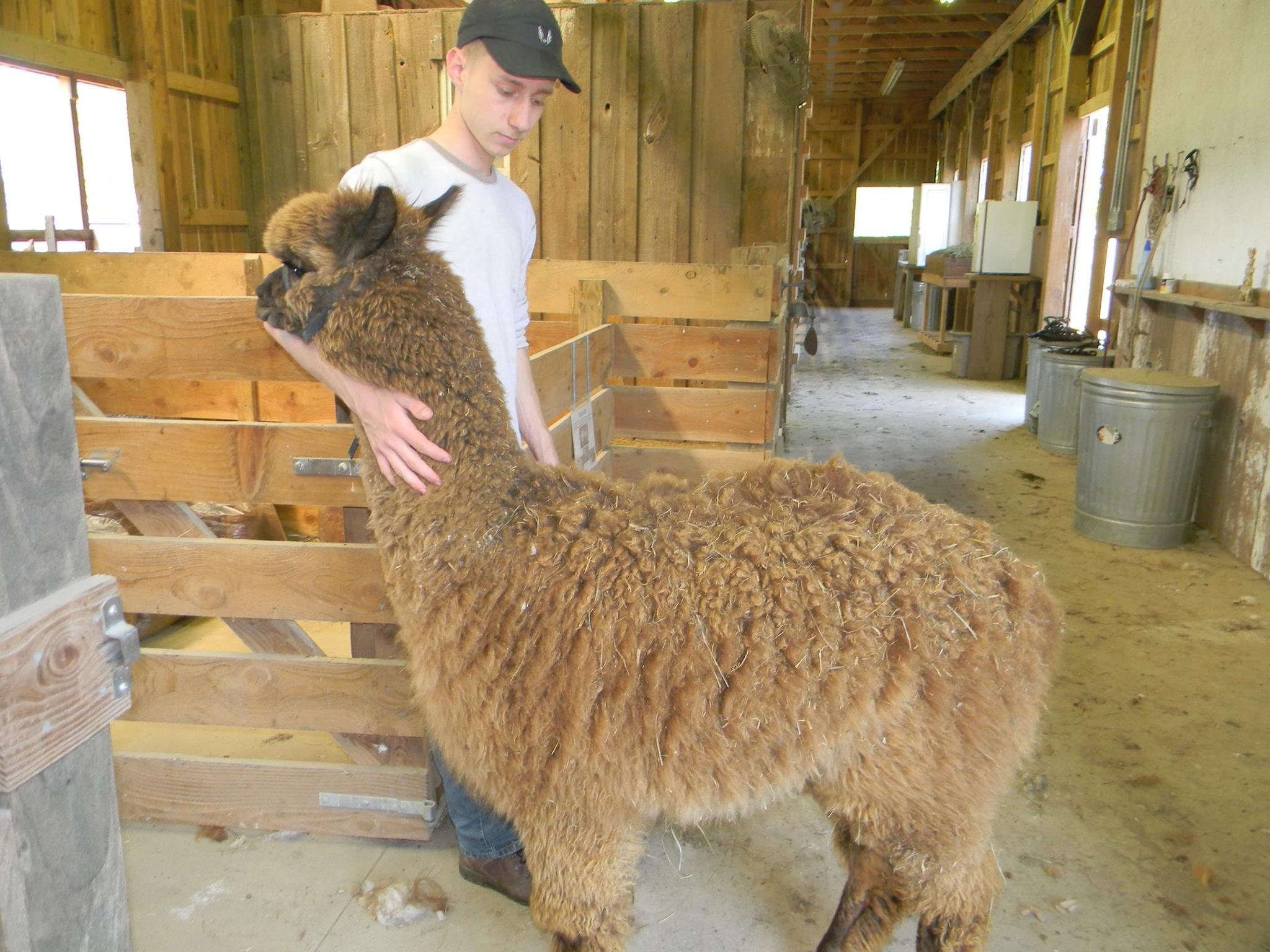 This is Luna... - Graystone Ridge Alpacas and Farm Store