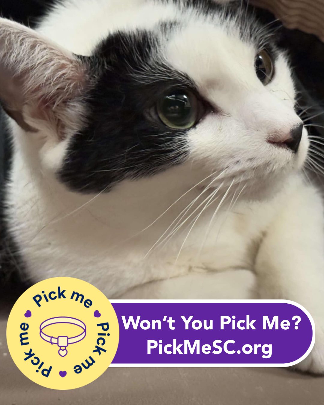 Kershaw County Humane Society - 🚶‍♀️Teamwork Saves Lives!🚶‍♂️ We are ...