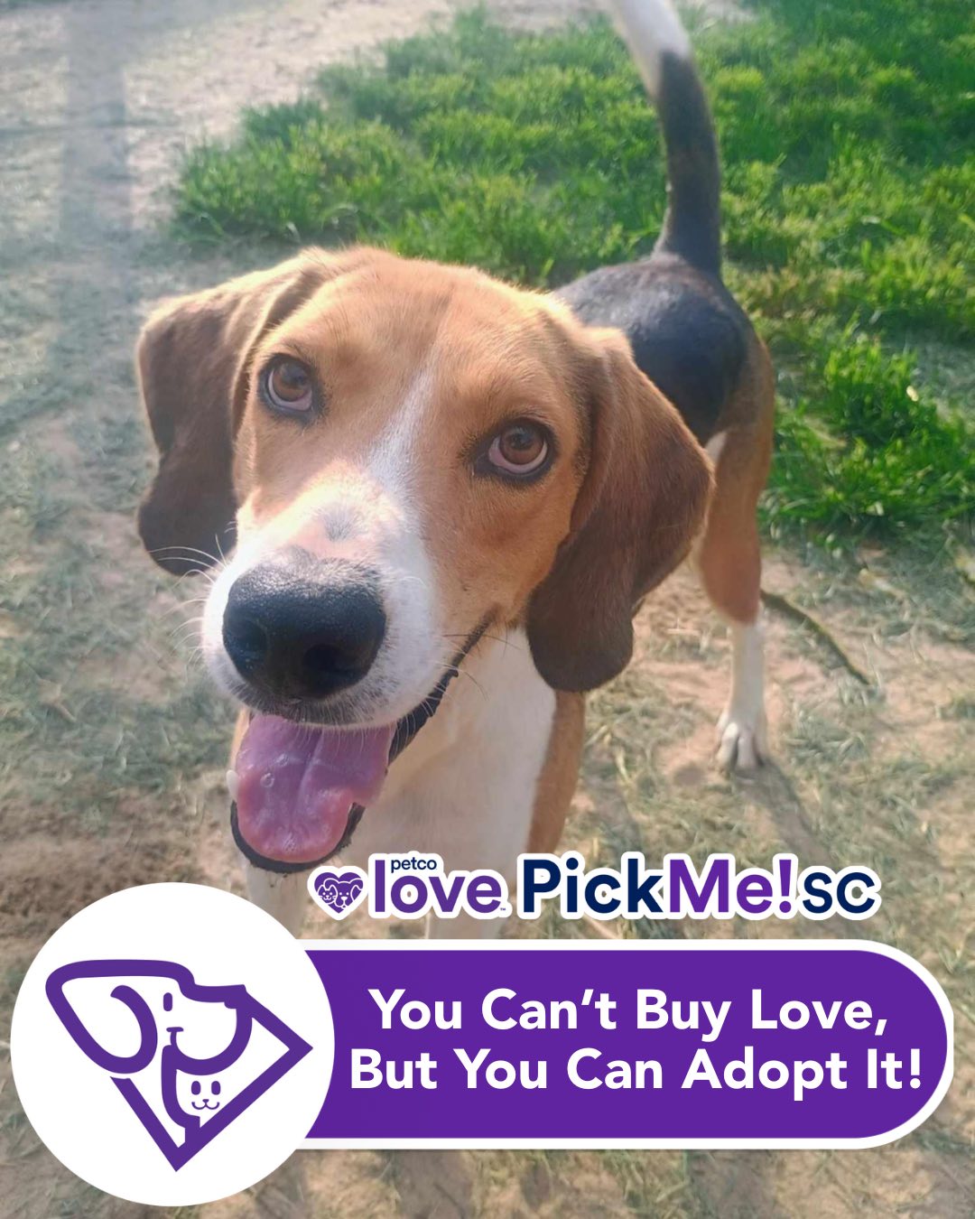 Kershaw County Humane Society - 🚶‍♀️Teamwork Saves Lives!🚶‍♂️ We are ...