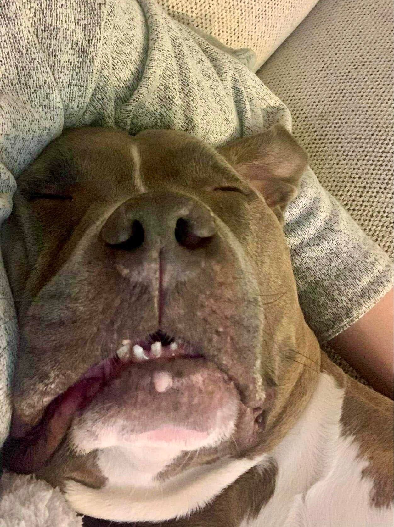 Dog House Adoptions/Pawsome Pups Persevere
