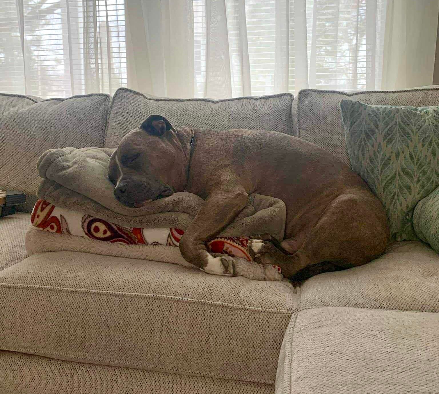 Dog House... - Dog House Adoptions/Pawsome Pups Persevere