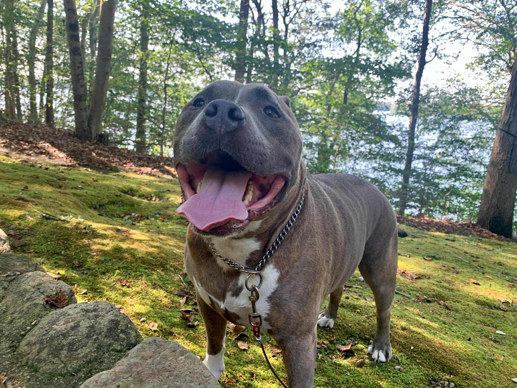 Dog House Adoptions/Pawsome Pups Persevere