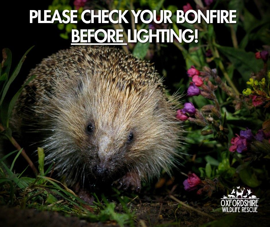 Oxfordshire - PLEASE SHARE... you could save a LIFE !! 🔥 Bonfire Night ...
