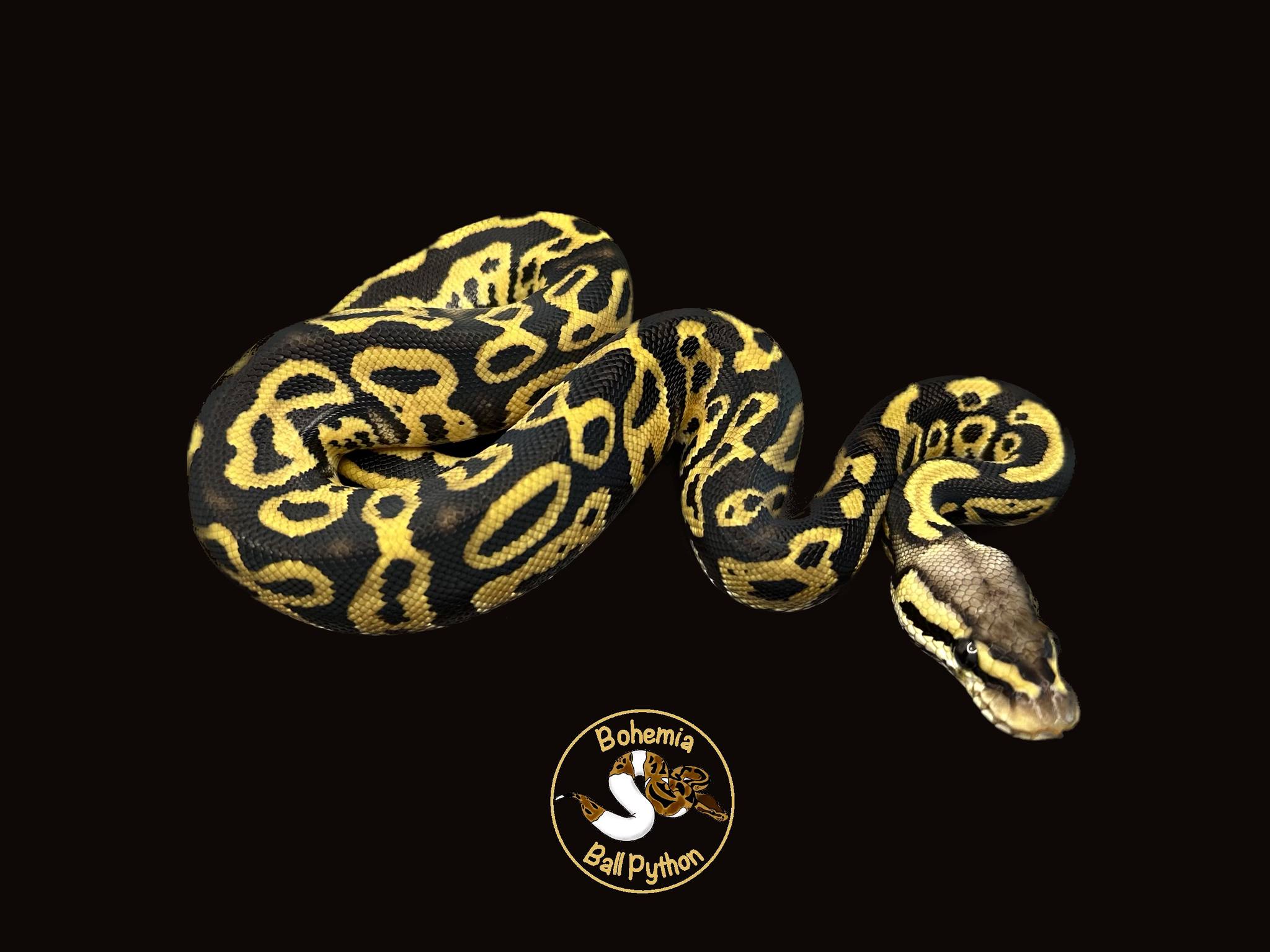 Bohemia Ball Python | Budweis