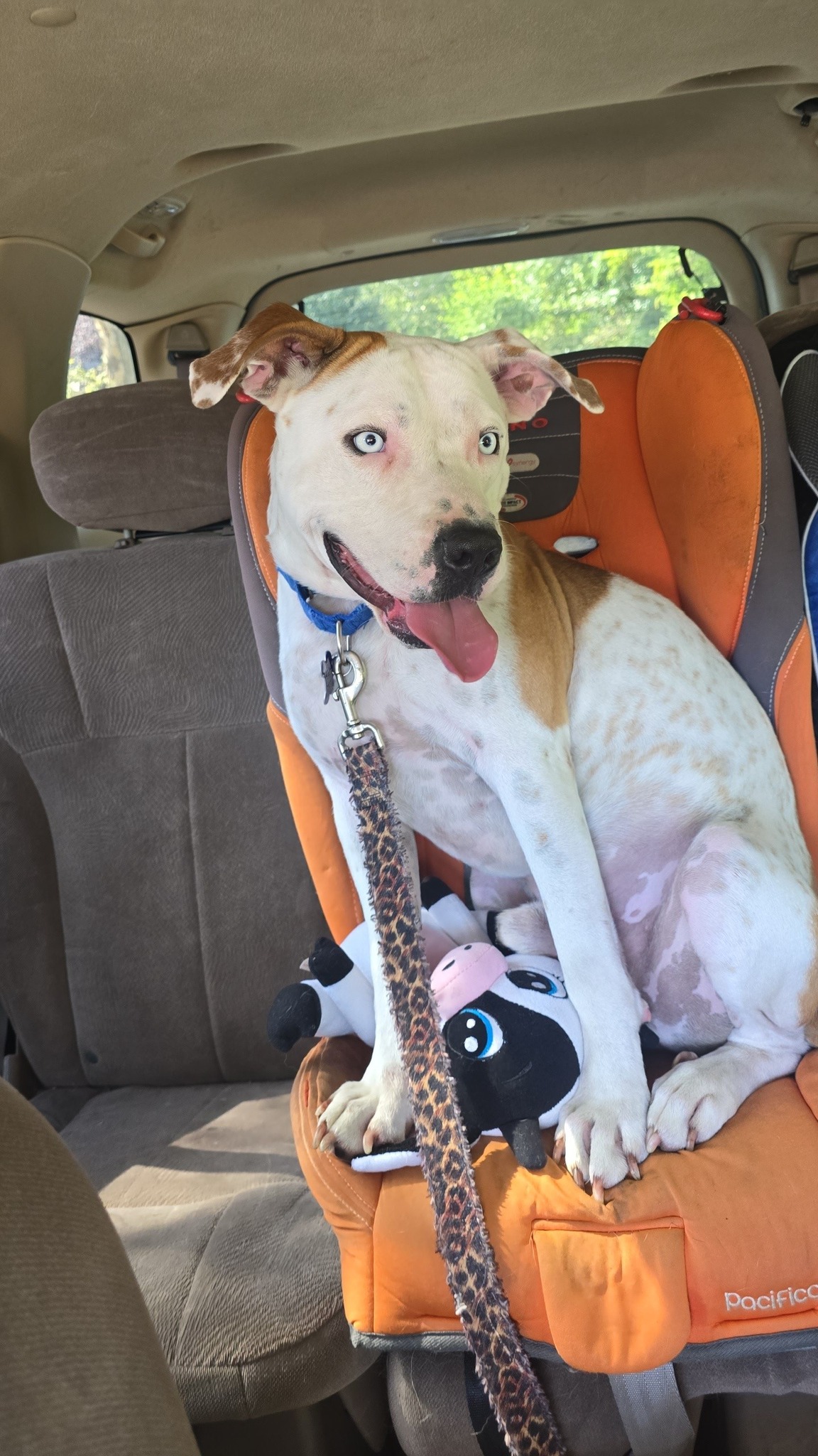 Needy Paws Rescue -... - Needy Paws Rescue - St. Louis, MO