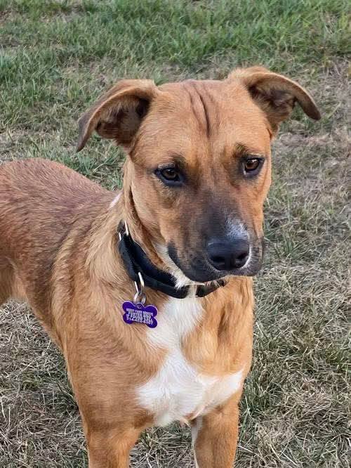 Needy Paws Rescue -... - Needy Paws Rescue - St. Louis, MO