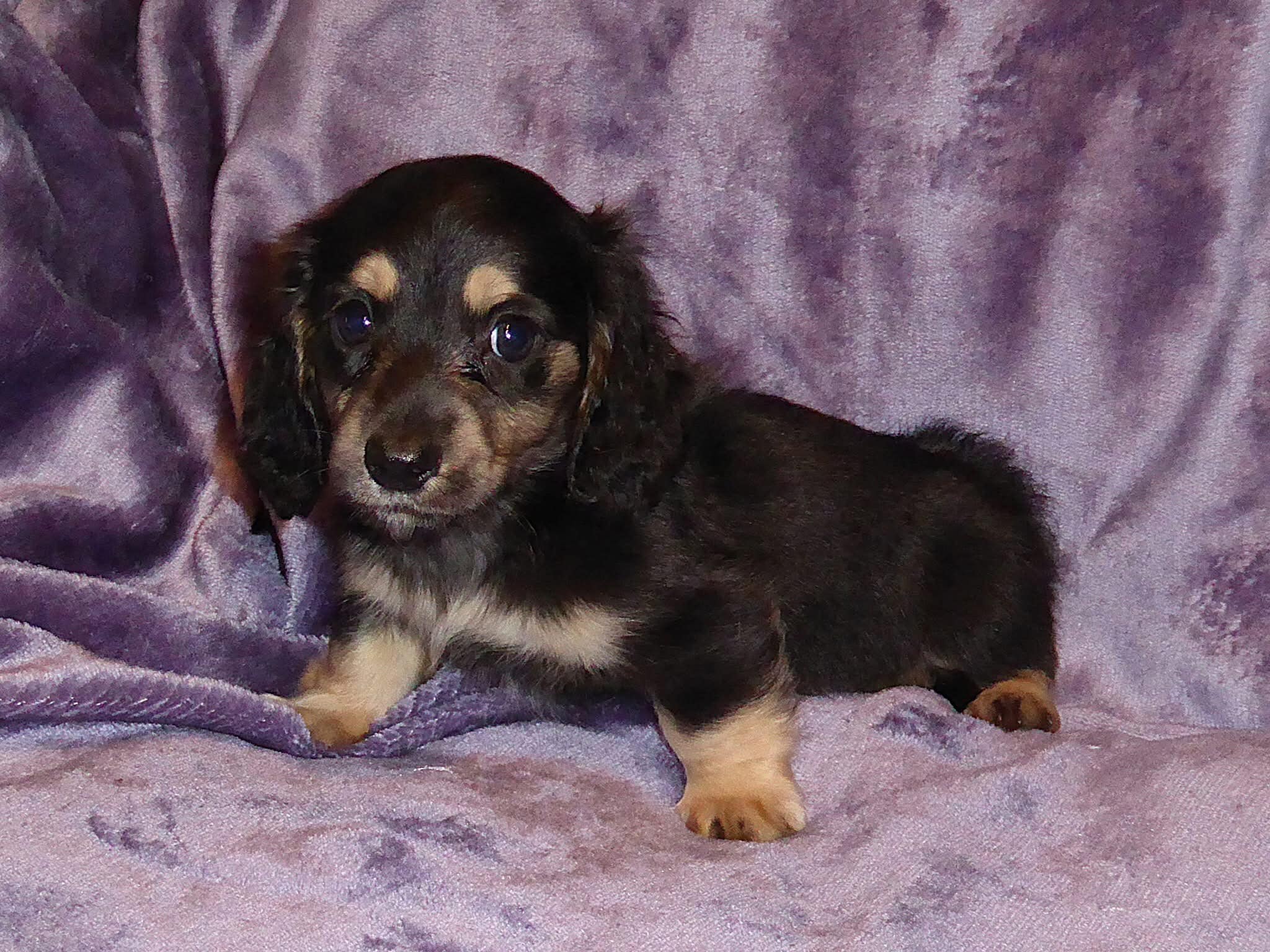Schreiber's Dachshund Ranch